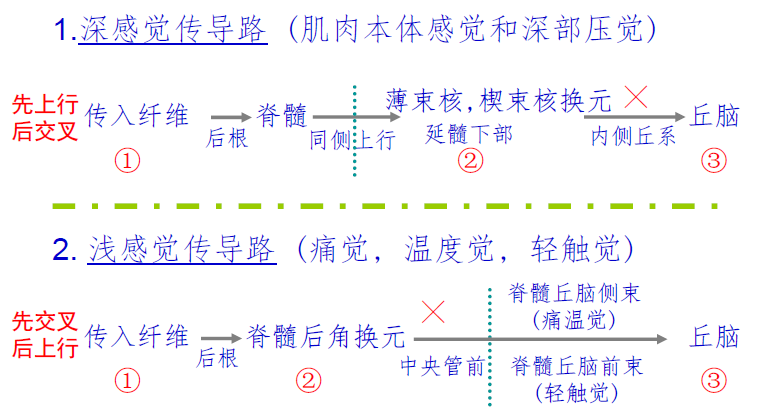 浅感觉 脊髓交叉，深感觉 延髓交叉