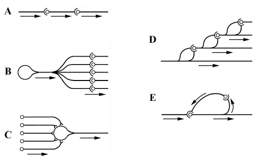 Neuronal Activity