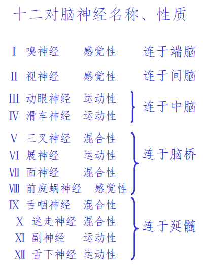 Cranial Nerves