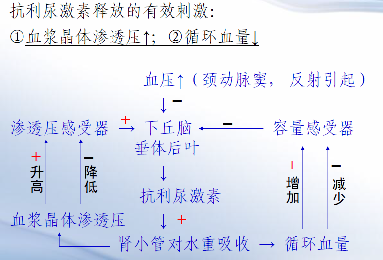 ADH Regulation