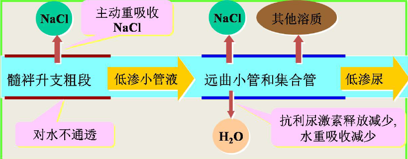 Concentration and Dilution of Urine