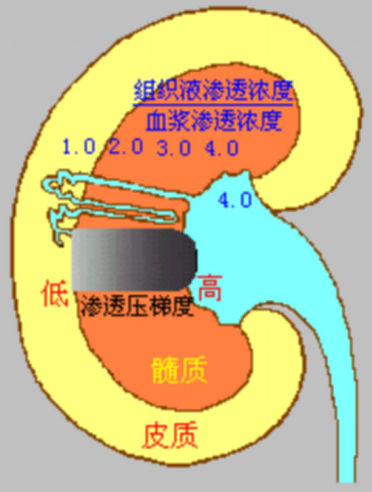 High Osmotic Gradient