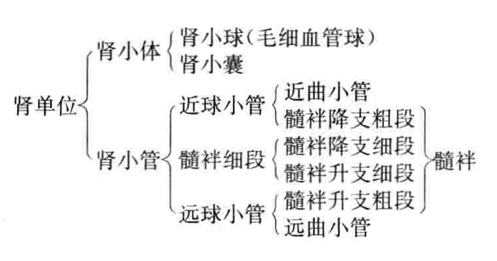 Anatomy of Urinary System